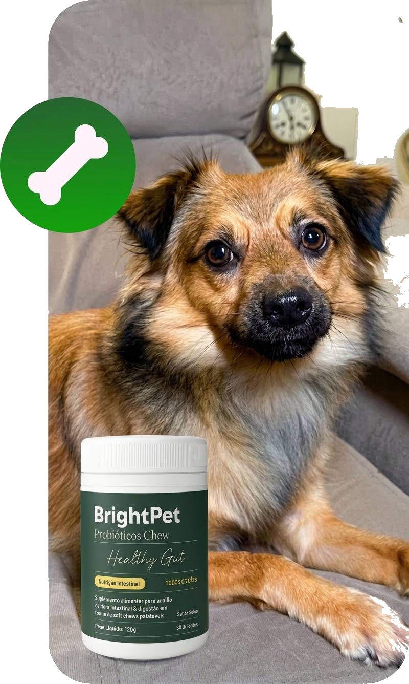 Cão ao lado do BrightPet