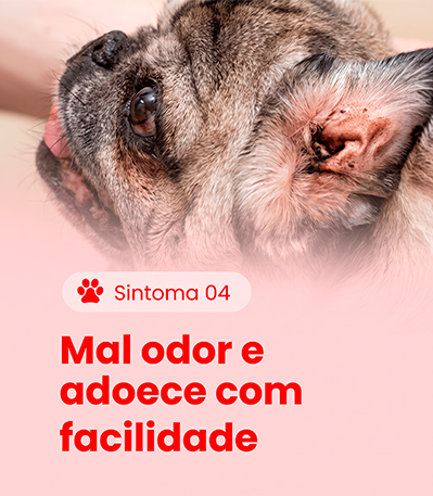 Sintoma 4
